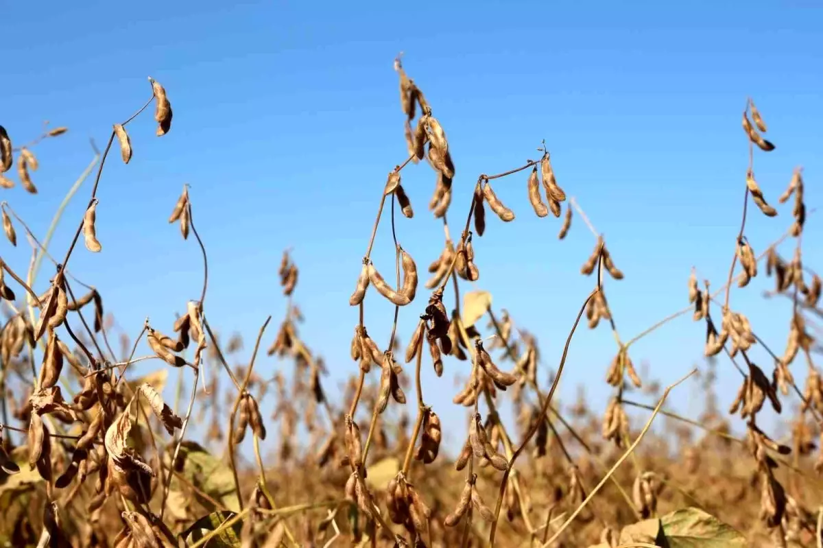 Diyarbakır’da Soya Tohumu Dağıtımı ve Tarla Günü